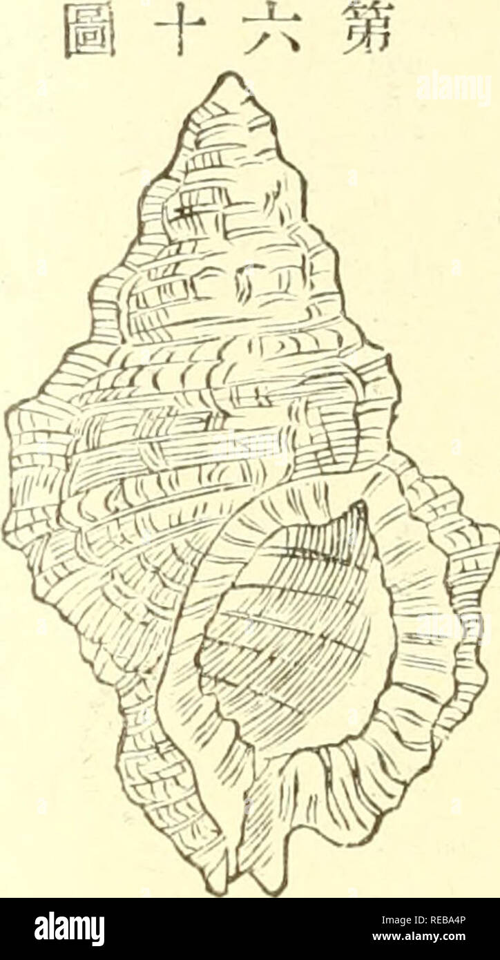 L Conchological Magazine Les Mollusques 290 Ea Meªee A E A E A E A E A Ae J J1 eaacµc A C E E A A A Aea 3 Aya A G C Cjaya Aºaaatpa Gt a Aea Rr Gtan A Fana L I Gja A c C Aªaa A A a Ta C A A C E E Ae L Conchological Magazine Les Mollusques 290 Ea Meªee A E A E A E A E A Ae J J1 eaacµc A C E E A A A Aea 3 Aya A G C Cjaya Aºaaatpa Gt a Aea Rr Gtan A Fana L I Gja A c C Aªaa A A a Ta C A A C E E Ae