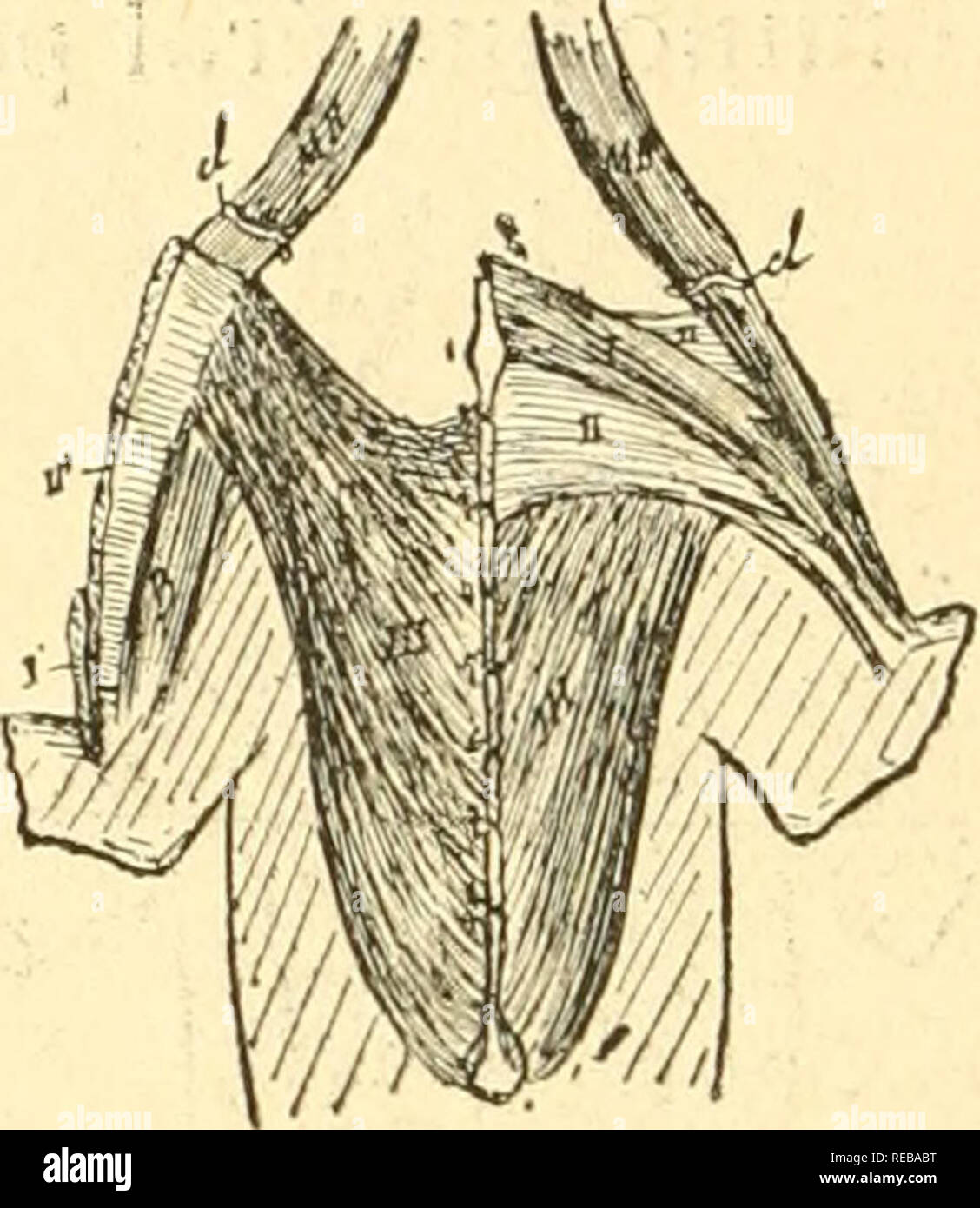 . Du sternum et de ses connections avec le membre thoracique : dans la sÃ©rie des mammifÃ¨res. Mammifères ; poitrine. Â 2 !8 â â plusieurs faisceaux sÃ©parÃ©s ; Strauss-Durckheim distinguÃ© en avait un sous le nom de sterno-trochitÃ©rien. Il n'y P^^s^^Â®*^^''"0P''Ã©^^^P^^^^^Â®' abdomino-L-'humÃ©ral .passait dans, deux cas, comme chez la genette, sous le pectoral profond. pour aller s'insÃ©rer au trochiter. Un tigre du Bengale, dissÃ©quÃ© au MusÃ©um de Paris, nous a prÃ©sentÃ© une disposition analogue en tout Ã celle du chat, mais plus simplifiÃ©e. D'une faÃ§sur gÃ©nÃ©rale le systÃ me¨des pectoraux C Banque D'Images