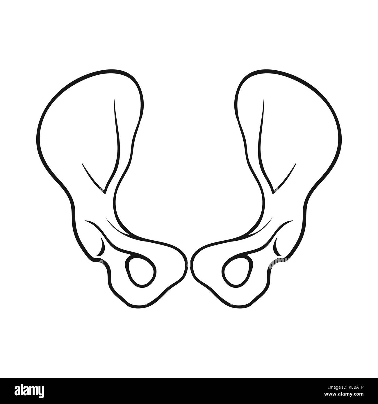 Hanche,joints,bassin,sain,chirurgie,fémur,joints,calcium des os, squelette, l'anatomie humaine,,,organes,medical,medicin,biologie,clinique,set,icône,,illustration,collection,isolé,design,graphisme,élément,signer,ligne,contour, vecteurs vecteur , Illustration de Vecteur