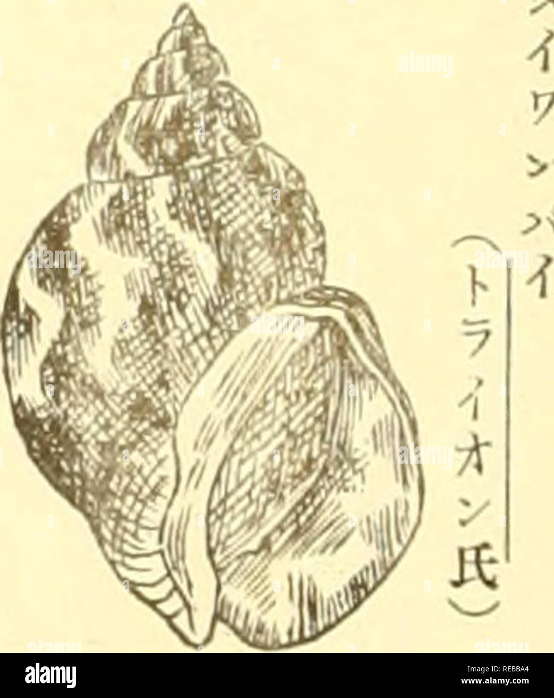 L Conchological Magazine Les Mollusques Eac A Cm Ac Eªee A C A E E E A E A C E Eaªaaac C A C Ia C eº ªatm A C Eºa Tnltia Kisso eºa A E A A C Caaªaa A A Ae A A Aº A Ae A A C E I Oaa Ac A A C