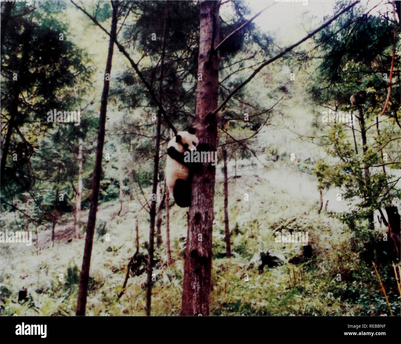 Du Jiang Yan Sheng Wu Xing Yang Duo Yan Jiu Yu Bao Hu Botanique E Ae