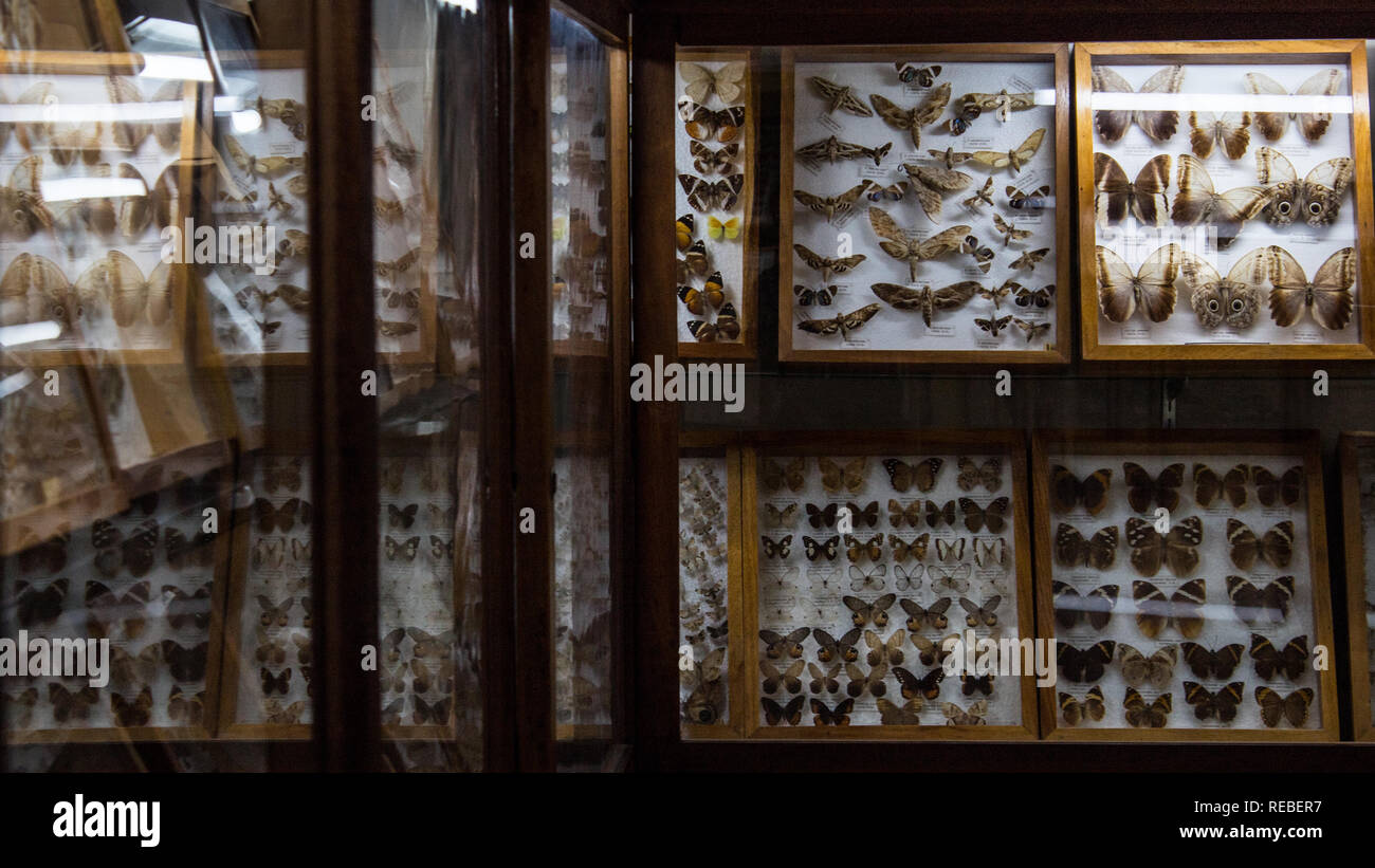 Une photo de présentoirs avec collecte entomologique des mites et des papillons à la salle du Musée d'Histoire Naturelle, San Jose, Costa Rica Banque D'Images