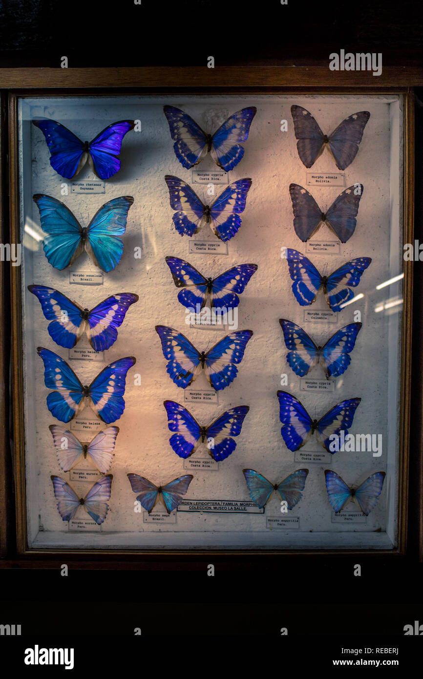 Une collection entomologique scientifique des papillons morpho épinglé dans une boîte de conservation en bois. Banque D'Images