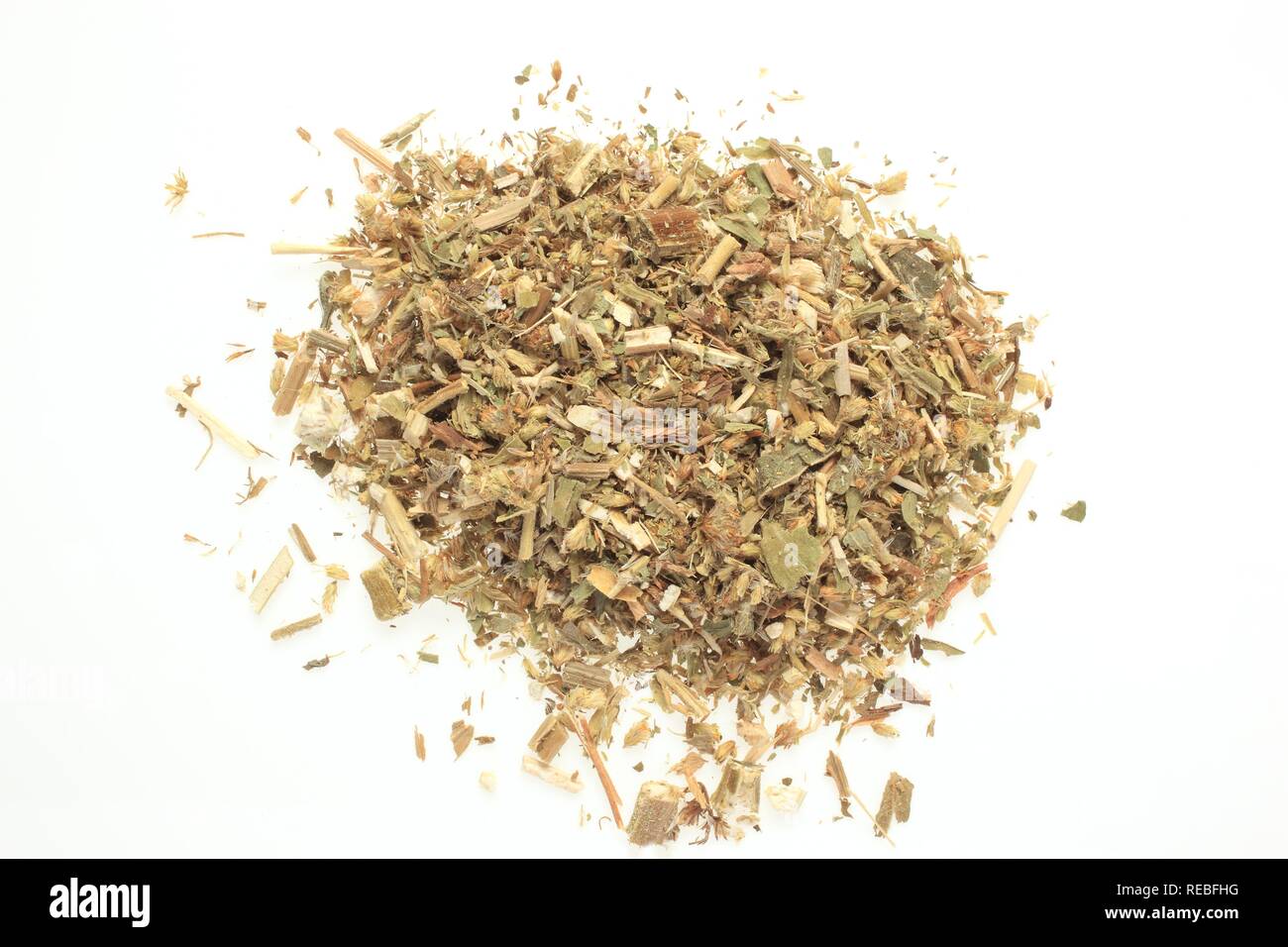 Herbe séchée de la plante médicinale (Solidago virgaurea Golden Rod) Banque D'Images