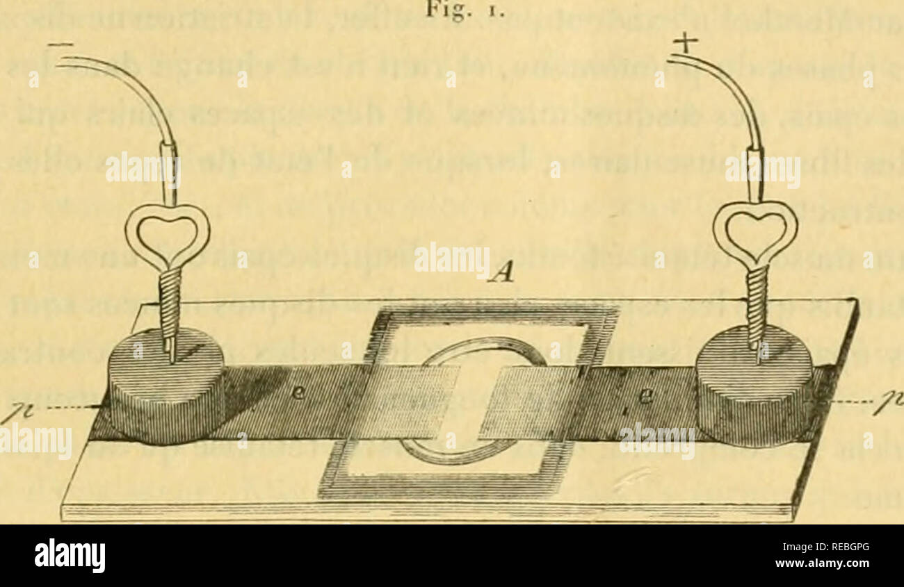 . Comptesrendusheb1101890acad. es naturelles. ( 6.5 ) fils clo l'appareil électrique par deux masses de plomb cylindriques qu'on laisse simplement reposer sur les bandes de papier d'étain (fig. i). Ces masses sont percées à leur centre pour laisser passer un fd de platine, que l'on répond au-dessus d'elles (Gy'. 2). C'est par ce fil que passe le courant. Sa partie repliée est exactement aj)pliquée sur la feuille d'étain par le poids de la masse de plomb.. A, porte objet électrique ; e, électiocJta japiei- de |d'cUin ; p, masses de plomb serviteur à élnblir le contact des fils conducteu Banque D'Images