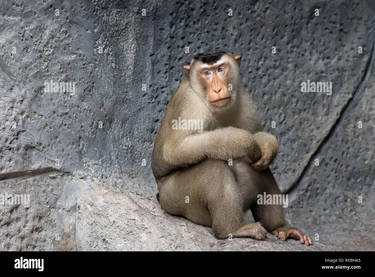 Portrait d'un Singe assis sur un rocher. Banque D'Images