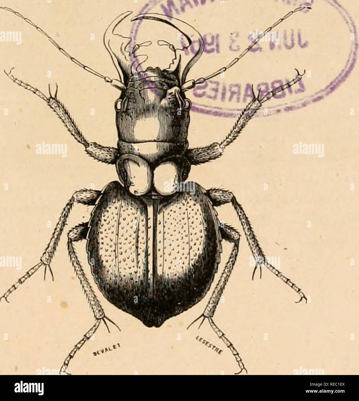 . EncyclopÃ©die d'histoire naturelle ; ou, traitÃ© complet de cette science d'aprÃ¨s les travaux des naturalistes les plus Ã©minents de tous les pays et de toutes les Ã©poques : Buffon, Daubenton, LacÃ©pÃ¨de, G. Cuvier, F. Cuvier, Geoffroy Saint-Hilaire, Latreille, de Jussieu, Brongniart, etc. histoire naturelle -- Dictionnaires. ENCYCLOPÃDIE D'HISTOIRE NATURELLE OU TRAITÃ LISTING COMPLET DE CETTE SCIENCE d'aprÃ¨s LES TRAVAUX DES NATURALISTES LES PLUS ÃNUNENTS DE TOUS LES PAYS ET DE TOUTES LES ÃPOQUES LACÃPÃDE, Buffon, DAUBENTON, 6. CUVIER, F- CUVIER, GEOFFROY SAINT-HILAIRE, Latreille, de Jussieu, BRONGNIAR Banque D'Images