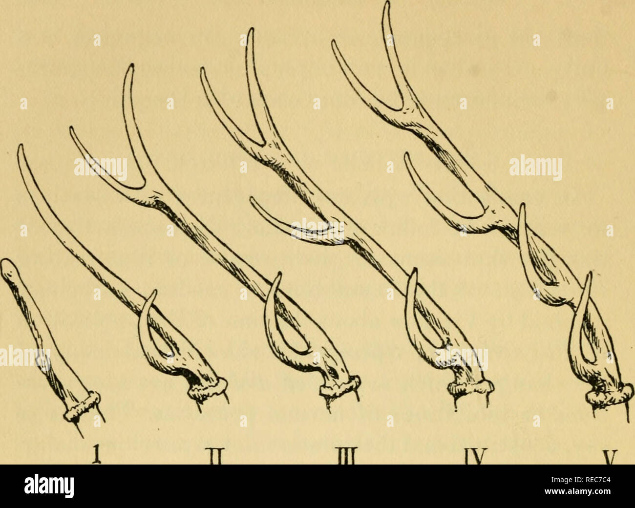 Concernant L Evolution L Evolution La Figure N O 17 Iv Developpement D Antlers De Red Deer Dans Le Young Buck De Cervus Elaphus Une Excroissance Ou Pedicle Se Developpe Hors De L Os Frontal