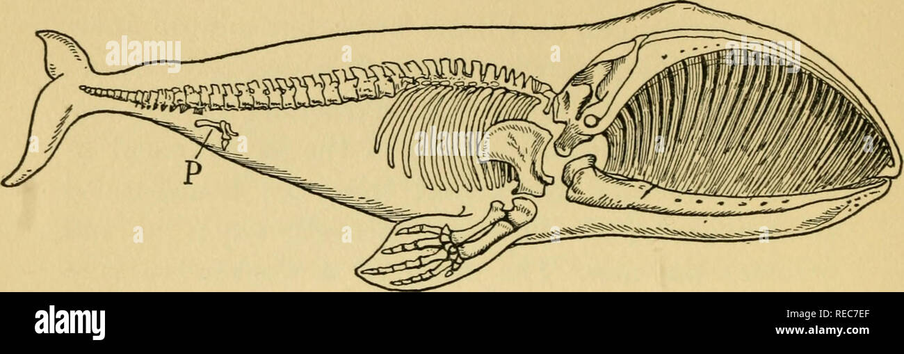 Concernant l'évolution. L'évolution. La FIGURE N O 7 squelette de baleine  droite [Balcena mysticetus'] Cette baleine baleine est d'environ 60 pieds  de long. À P sont indiqués les vestiges de l'hanche-ceinture