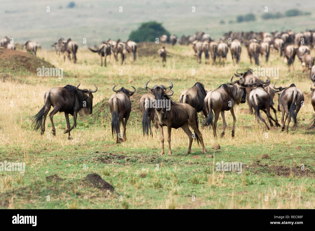 Barbu-blanc ou les gnous Gnous bleu (Connochaetes taurinus) migration, Parc National de Masai Mara, Kenya, Afrique de l'Est Banque D'Images