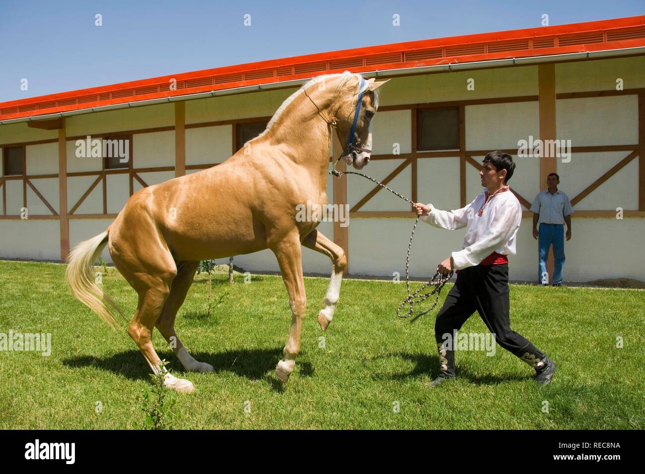 Achgabat, Akhal-Teke horse dans un haras, au Turkménistan Banque D'Images