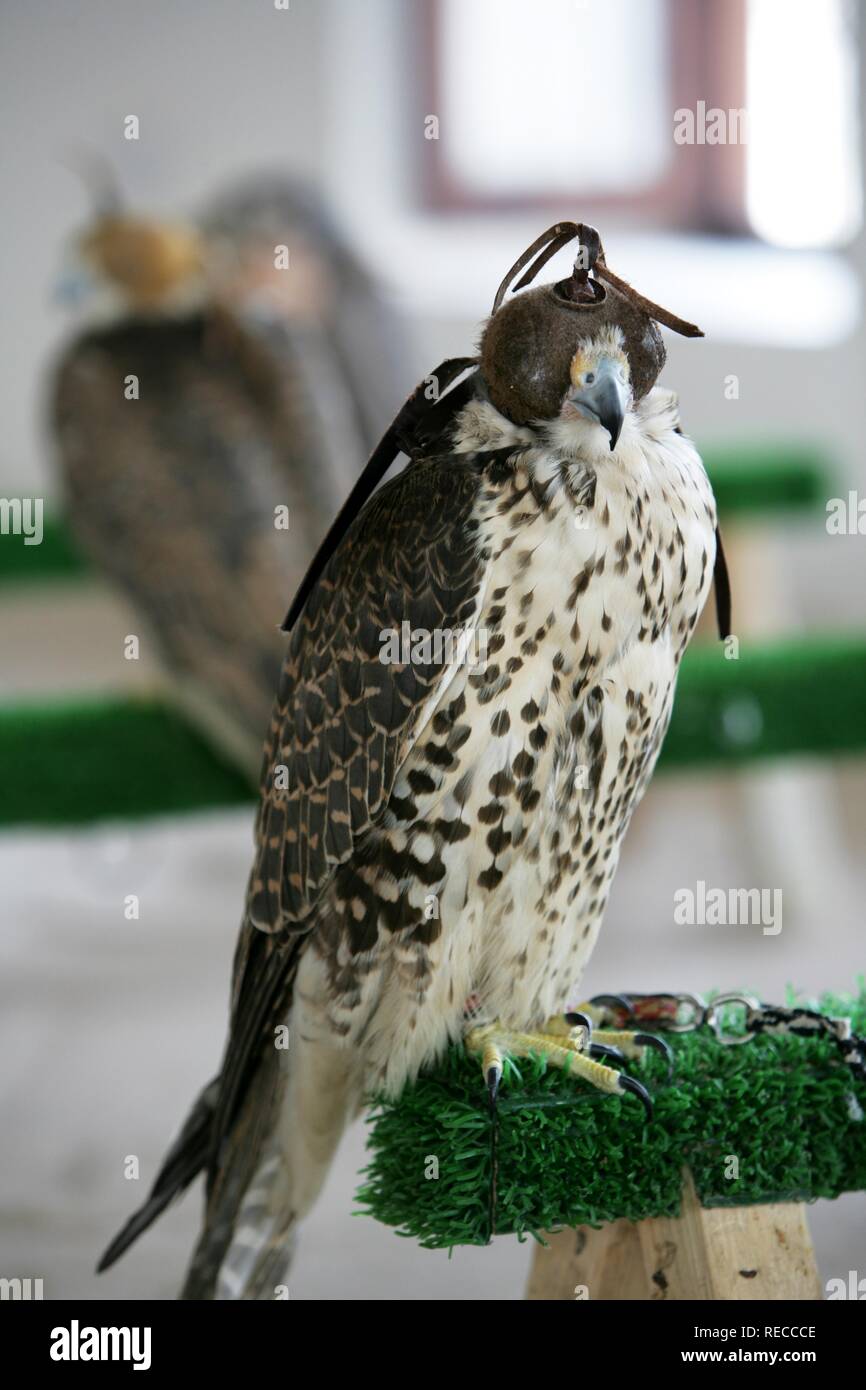 Faucon de chasse dans une boutique spécialisée pour la fauconnerie, Souq al Waqif Souq, le plus ancien marché ou bazar dans le pays, Doha, Qatar Banque D'Images