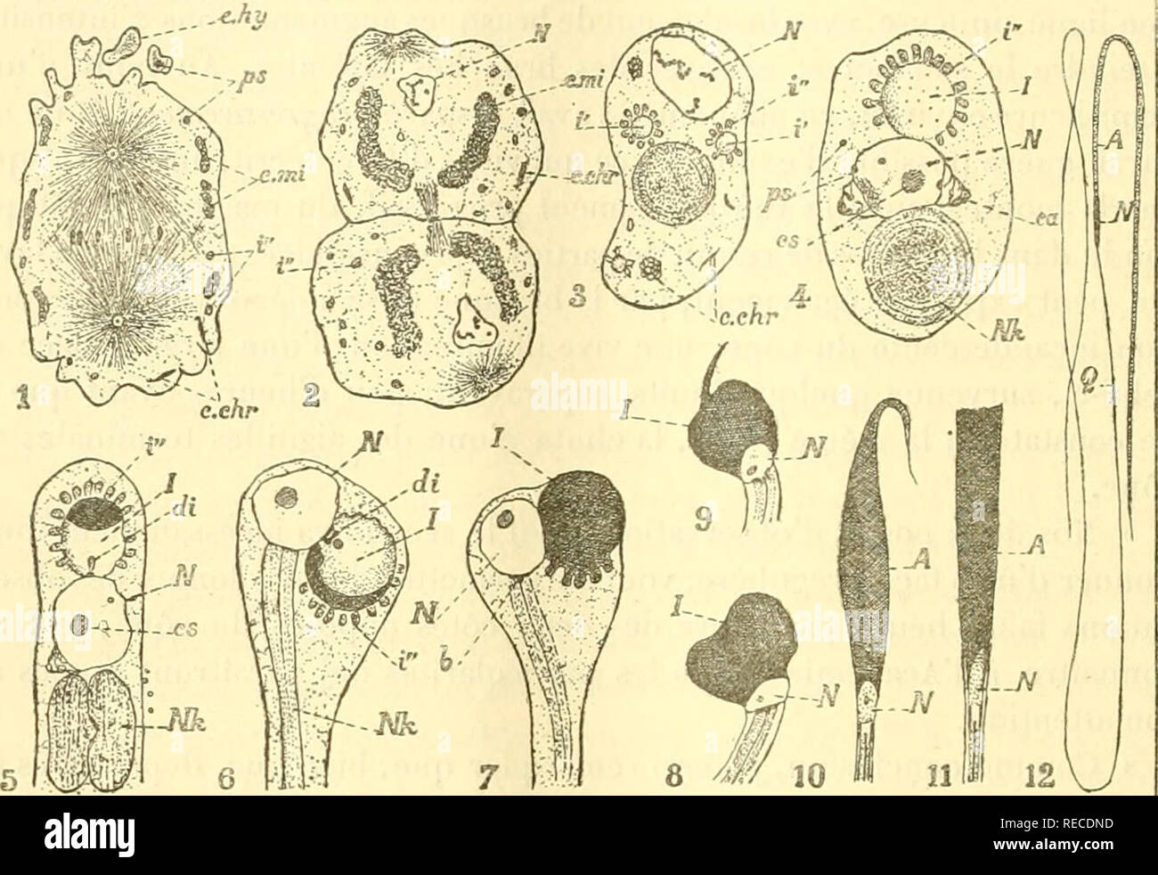 . Comptesrendusheb1351902acad. es naturelles. 99^^ ACADÃMIE DES SCIENCES. artificiel ; nous ne les adoptons provisoirement que pour la rapiditÃ© de la description. Â" I. Ãtat de la spermatide initiale (fig. 2). "Le noyau est pelil, la chromatine peu abondante et en granulés isolÃ©s. Le corps cytoplasmique, Ã trame rÃ©ticulÃ©e, est rendu trà s¨hÃ©tÃ©rogÃ ne¨par la prÃ©sence de nombreuses enclaves, savoir : Â" a. Le matÃ©riel nebenkernicn c.mi, dÃ©jÃ dans le spermatocvte observables de. 1, de spermatocytes deuxiÃ ¨ me ordre ; 2-11, 12 ; spermatide, spermatozoÃ¯mÃ¹r de presque.â un acrosome, idiozome ; je, Banque D'Images