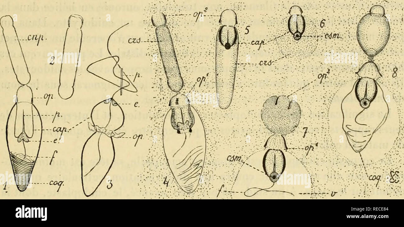 . Tous comptes rendus des sÃ©ances de l'AcadÃ©mie des sciences. Sciences -- Sociétés, etc ; Sciences ; Sciences. DU 9 FÃVRIER SÃANCE IQlA- 435 Ã©tÃ© signalÃ©s chez deux PÃ©ridiniens Polykrikos Pouchetia : Schwartzi et armata, oÃ¹ ils atteignent la grande taille et le haut degrÃ© de complexitÃ© de ceux des CÅlentÃ©rÃ©s. Ils ont Ã©tÃ© dÃ©crits sommairement et figurÃ©s par Biitschli (1873), Bergh (1881) et FaurÃ©-Fréchette©miet (igiS).. Et Slrucluie cnidocysles Polykrikos de reproduction des Btitsclili fiynres les Schwartzi ; j'Ã 3 sont dessinÃ©es d'aprÃ¨s matÃ©riel frais, les fi}^ j;iires Ã 8 d'ii Banque D'Images