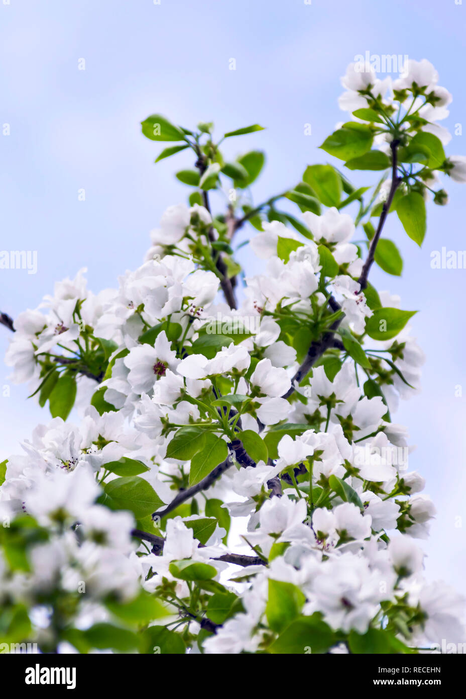 Apple Tree branches avec des fleurs contre le ciel bleu sur une journée de printemps ensoleillée Banque D'Images
