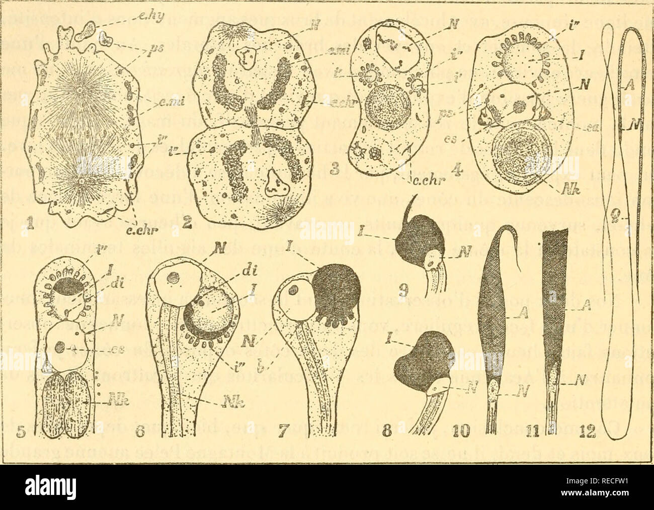 . Tous comptes rendus des sÃ©ances de l'AcadÃ©mie des sciences. Sciences -- Sociétés, etc ; Sciences ; Sciences. 99^ ACADÃMIE DES SCIENCES. artificiel ; nous ne les adoptons provisoirement que pour la rapiditÃ© de la description. Â" I. Etat de la spermatide initiale (fig. 2). "Le noyau est petit, la chromatine peu abondante et en granulés isolÃ©s. Le corps, cytopjasmique Ã trame rÃ©ticulÃ©e, est rendu trà s¨hÃ©tÃ©rogÃ ne¨par la prÃ©sence de nombreuses enclaves, savoir : Â" a. Le matÃ©riel nebenkernien c.mi, dÃ©jÃ dans le observable de spermatocytes. 1, de spermatocytes deuxiÃ ¨ me ordre ; 2-11, Banque D'Images