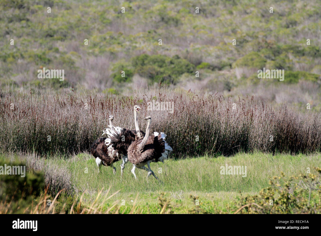 Autruche d'Afrique du Sud(Struthio camelus australis),Black-necked, autruche autruche autruche sud du cap ou dans le Parc National de West Coast, Afrique du Sud Banque D'Images