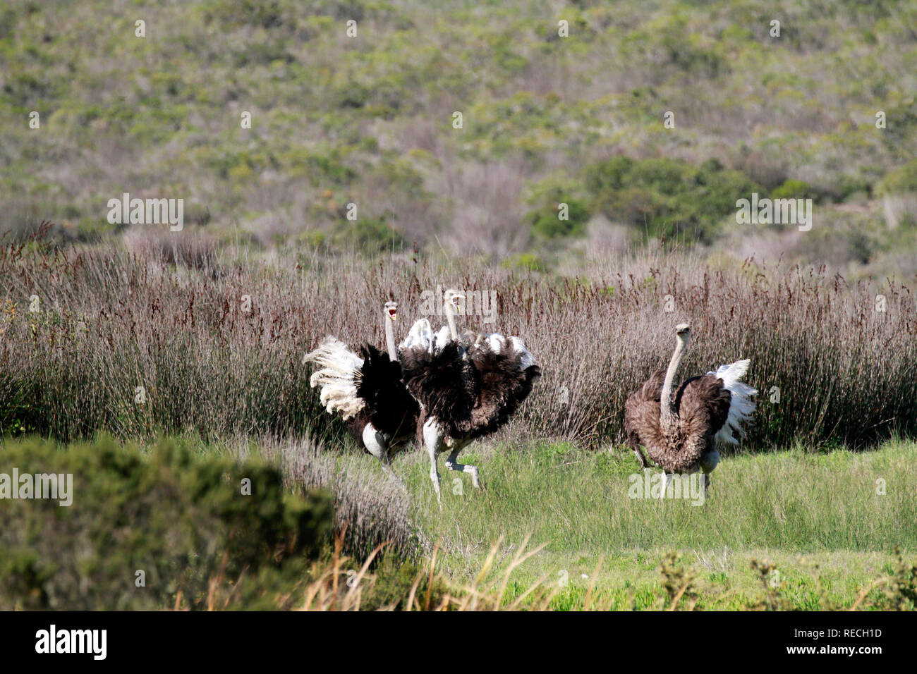 Autruche d'Afrique du Sud(Struthio camelus australis),Black-necked, autruche autruche autruche sud du cap ou dans le Parc National de West Coast, Afrique du Sud Banque D'Images
