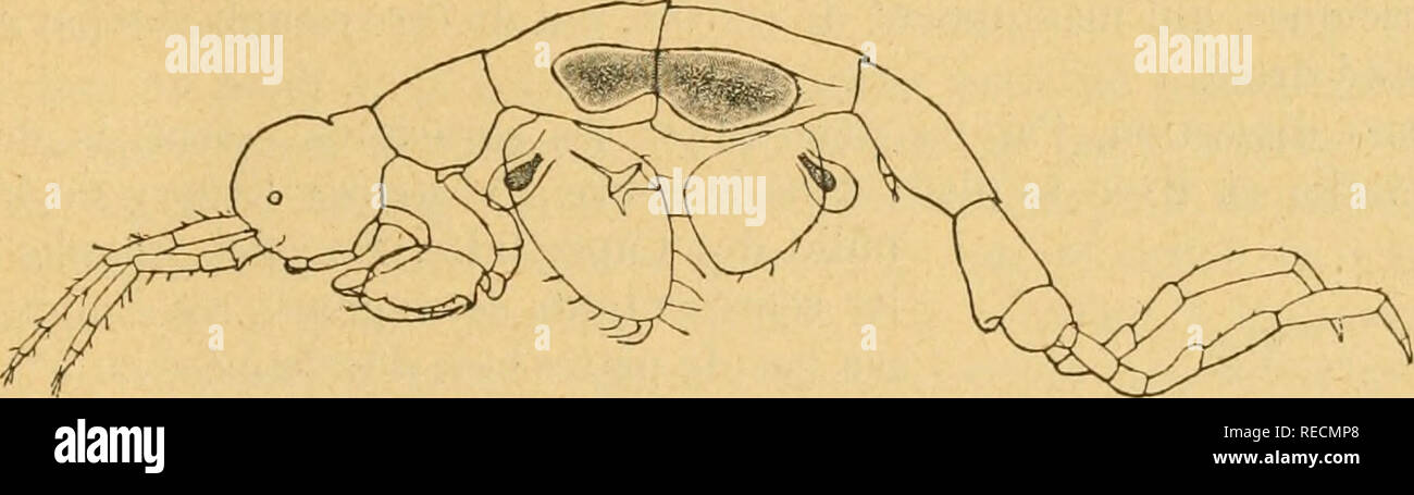 . Compte-rendu des séances du Congrà sixià me¨¨s international de zoologie, tenu à Berne du 14 au 19 aoÃ"t 1904 ... Zoologie. H. BLANC â CAPEELLIDE Caprellidà - 36 425© de l'ONU dans le lac lã©man. Par le |trof. H. BLANC (Lausanne). Avec 4 figures dans le texte. Désireux crélucider certaines questions biologiques on the planc- ton du lac lã©man, je récolte celui-ci depuis deux ans, d'une façsur mé- thodique, en pratiquant chaque mois, avec des filets à mailles différentes, deux séries de pêches, spatules et nocturnes, horizontales et verticales. Aujourd'hui, je suis en possession des Banque D'Images