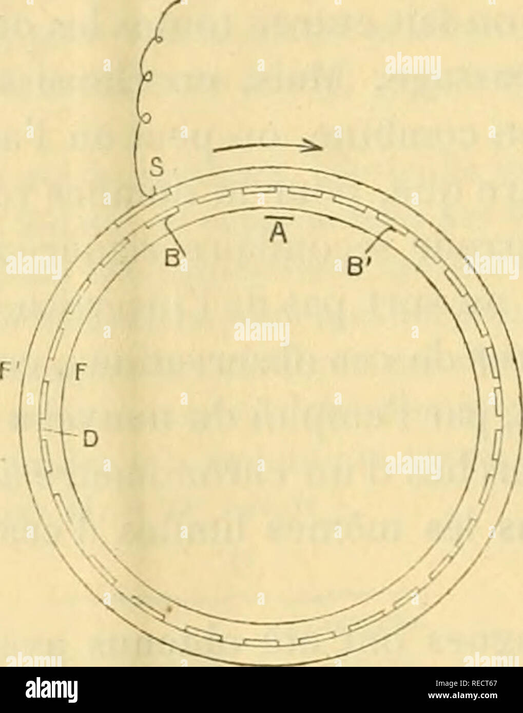 . Comptesrendusheb1321901acad. es naturelles. ( Ioi8 ) ÃLECTRICITÃ.  Sur F existence (ouveHs les courants. Remarque de M. C. Crémieu, présentée par M. Poincaré. Â" J'ai montré précédemment (') que la convection naturelle électrique ne produit pas d'effet magnétique. Il en résulte qu'il doit exister des courants ouverts. Â" Pour vérifier leur existence, j'ai fait, sur le conseil de M. H. Poincaré, l'expérience suivante : Â" un disque en ébonile D de Z-j"^¨tre et de diamà 2"° »5, d'épaisseur, été doré suivant vingt-cinq secteurs radiaux de S.'j'^ »¨tre de diamà extérieu Banque D'Images