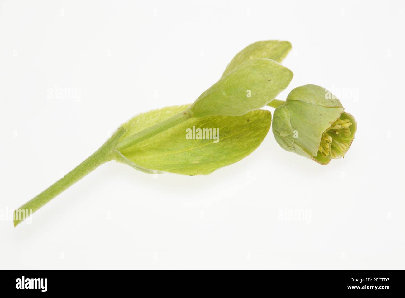 L'hellébore fétide, Dungwort, ou le pied de l'Ours (helleborus foetidus) Banque D'Images