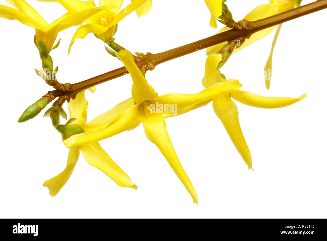 Fleurs d'un forsythia (Forsythia suspensa intermedia), herbe chinoise medicine, antibactérien, fongicide Banque D'Images