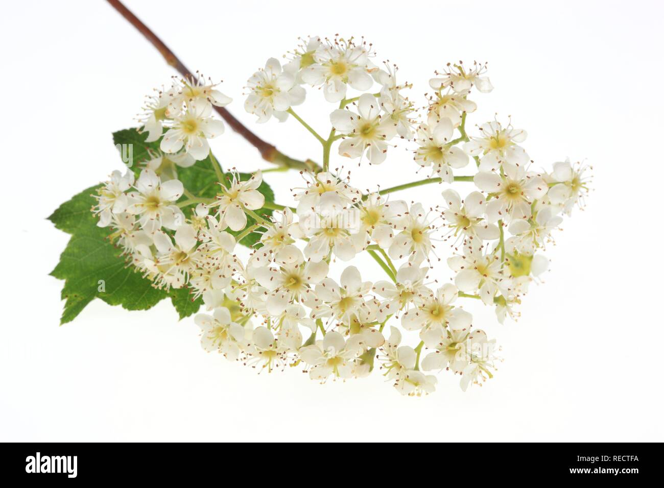 Fleurs de l'arbre, arbre de sauvages Chequer Tree ou arbre de dames (sorbus torminalis) Banque D'Images