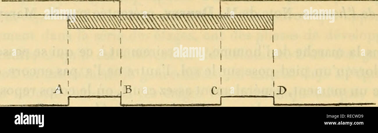 . Comptesrendusheb1001885acad. es naturelles. ( J5j8 ) marche, en faisant varier le nombre des ji.est de 4Â" à loo par minutes, sur la Fig. I.. Inscription électrique de la durée du lit oppui, AD. Durée de l'appui d'un pied. BC. .. Levé. AB. Â" Double appui. AC. Â" Demi-cadence. un construit lafig. 2, dans laquelle les Fréchette©quences des passent portées sur l'axe des abscisses et les durées comptées sur les ordonnées. La courbe su- Kig. J.. Veuillez noter que ces images sont extraites de la page numérisée des images qui peuvent avoir été retouchées numériquement pour plus de lisibilité - et l'aspect de coloration Banque D'Images