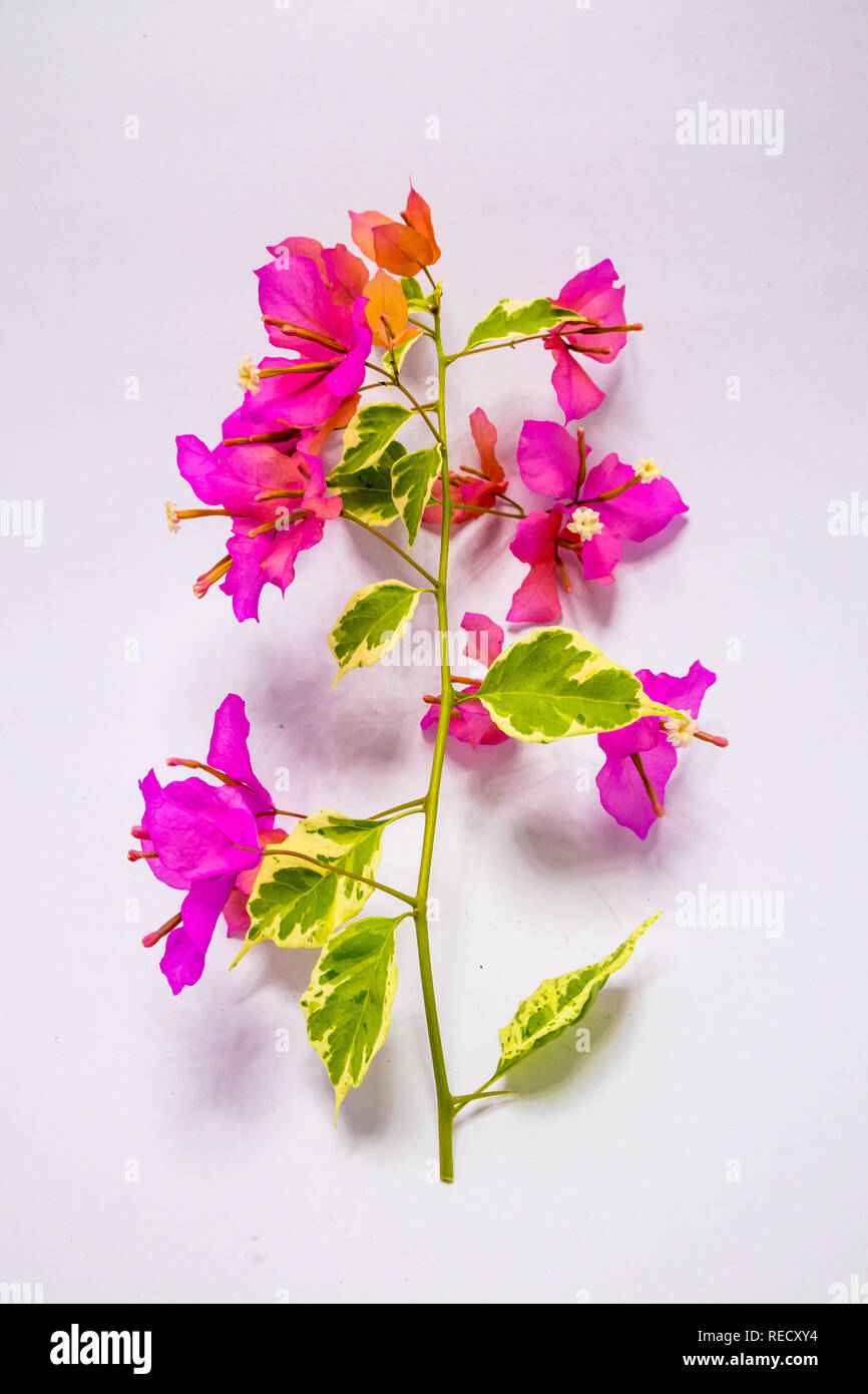 Fleurs de bougainvilliers roses avec feuilles panachées Banque D'Images
