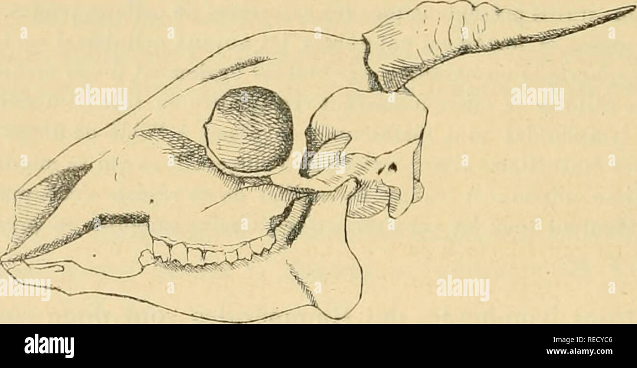 . Tous comptes rendus des sÃ©ances de l'AcadÃ©mie des sciences. Sciences -- Sociétés, etc ; Sciences ; Sciences. 1258 ACADÃMIE DES SCIENCES. une partie Ã dÃ©jÃ Ã©tÃ© soumise Ã l'Ã©tude ('), de nouveaux matÃ©riaux, venus notamment de la vallÃ©e de l'Ituri, ont encore amorti ces collections. Parmi ces matÃ©riaux se trouvent de trà s¨intÃ©ressantes Antilopes ; nous nous pro- posons d'entretenir aujourd'hui l'AcadÃ©mie de l'une de celles-ci, qui, aprÃ s¨Ã©tude, nous a paru nouvelle pour la science. Cette antilope est un CÃ©phalophe appartenant au groupe du natalensis A. Sm. Il esl pins parti ; Banque D'Images