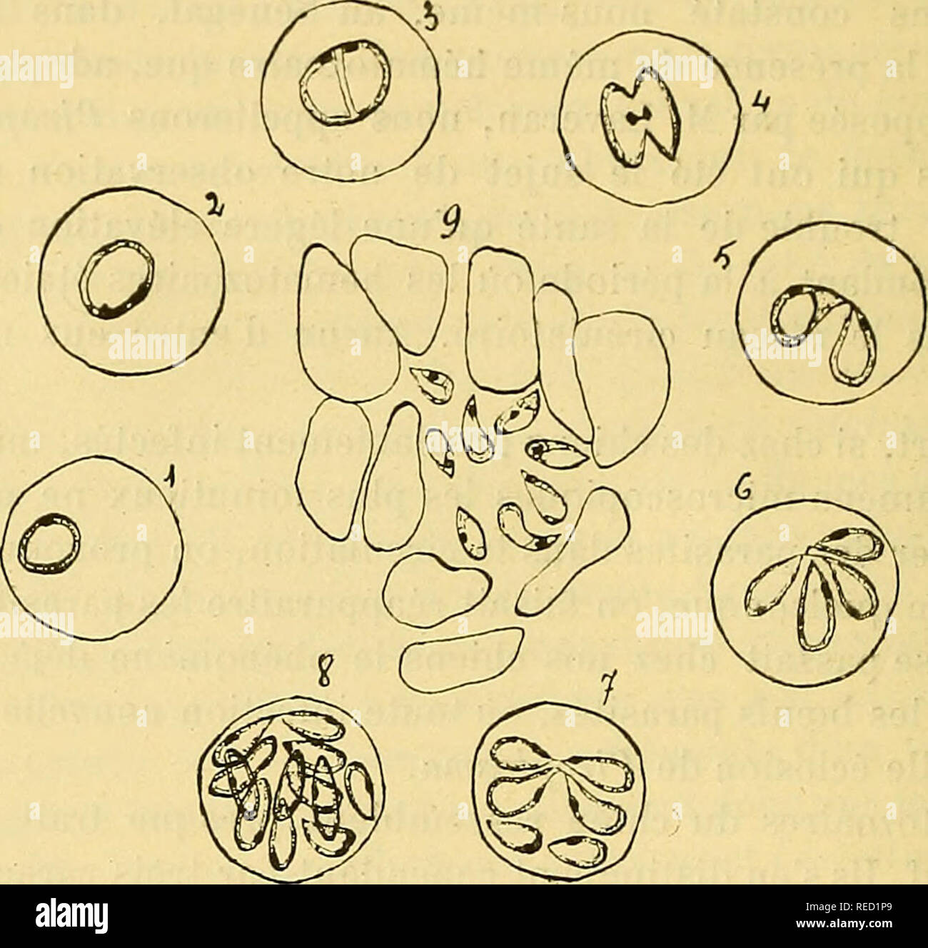 . Comptes rendus des sÃ©ances de la SociÃ©tÃ© de biologie et de ses filiales. La biologie. 98 SOCIÉTÉ DE BIOLOGIE l'hÃ©1916 matozoaire des pays chauds et qui est formÃ©e par des matÃ©- tÃ©riaux dont nous ignorons la nature et qui sont peut-Ãªtre des matÃ©riaux de rÃ©servez. Les parasites des globulaires affectent presque toujours la forme en poire. Ils sont quelquefois rÃ©unis en groupes de 10 Ã 12 au milieu d'une aire qui est lÃ©gÃ¨turation plus teintÃ©e que le fond et qui est limitÃ©e par des globules rouges amassÃ©s tout autour. Cotte aire pourrait Ãªtre le reste d'un kyste ou mieux les dÃ©bri Banque D'Images