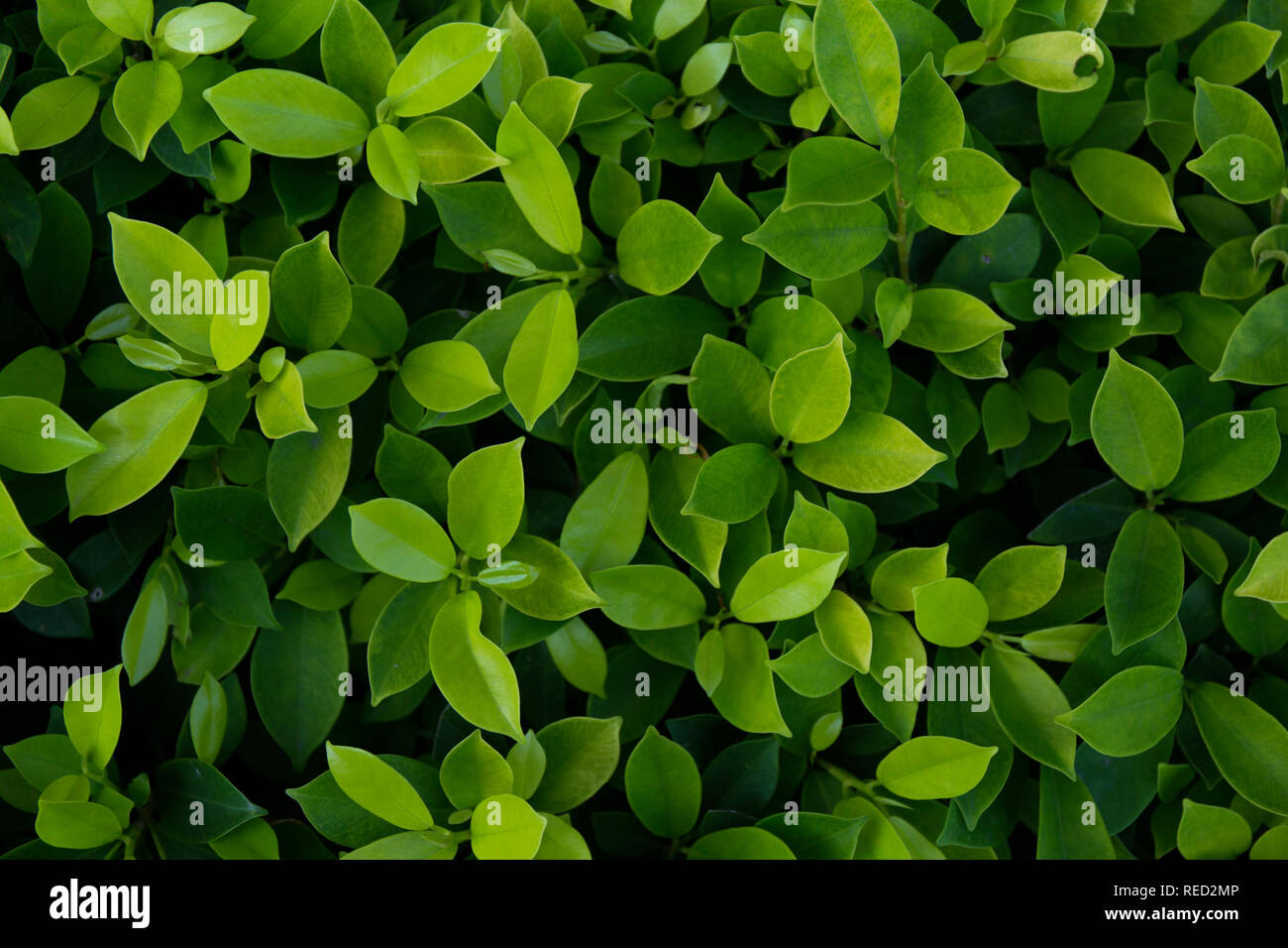 Tissu de fond vert. La texture des feuilles. Banque D'Images