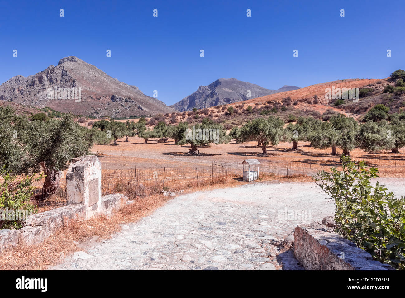 Paysage grec. Scène d'été en milieu rural route avec près de belle grande vallée avec de vieux une plantation d''oliviers au pied de montagnes en Crète Banque D'Images