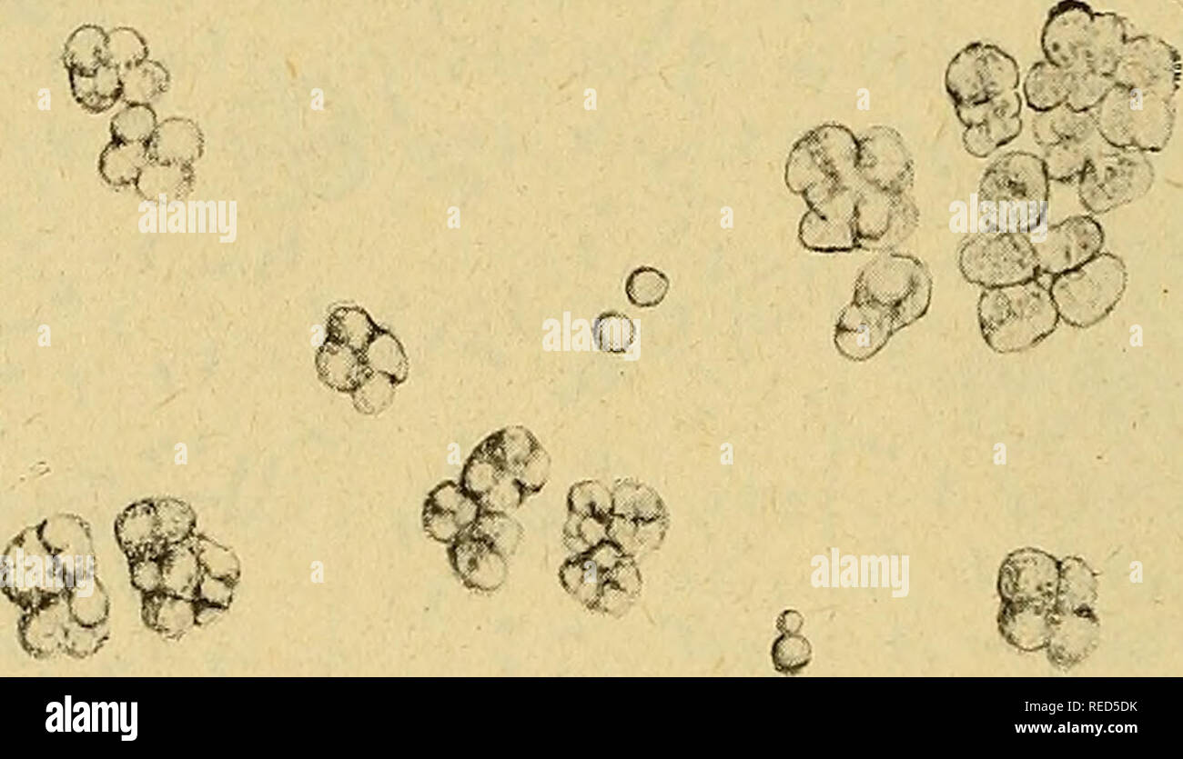 . Comptes rendus des sÃ©ances de la SociÃ©tÃ© de biologie et de ses filiales. La biologie. 404 SOCIÃTÃ DE BIOLOGIE sur prend des fioles coniques ou ordinaires et sur les remplit jusqu'Ã la naissance du col, de la solution suivante : Chlorure d'ammonium 0 700 gr. 1 000 Phosphate bipotassique Sulfate de magnÃ©sium 0 200 0 050 â â de fer de zinc 0 020 'â de manganÃ se¨Silicate de potassium 0 020 0 020 10 000 Lactate de calcium AcÃ©tate de tartrate de calcium citrate de 2 000 ou 3 000 calcium Eau de source ' 1000, bouillon de haricots Ã 2 p. 100 de saccharose .... 25, sur l'ensemence avec environ 0,5 grammes Banque D'Images