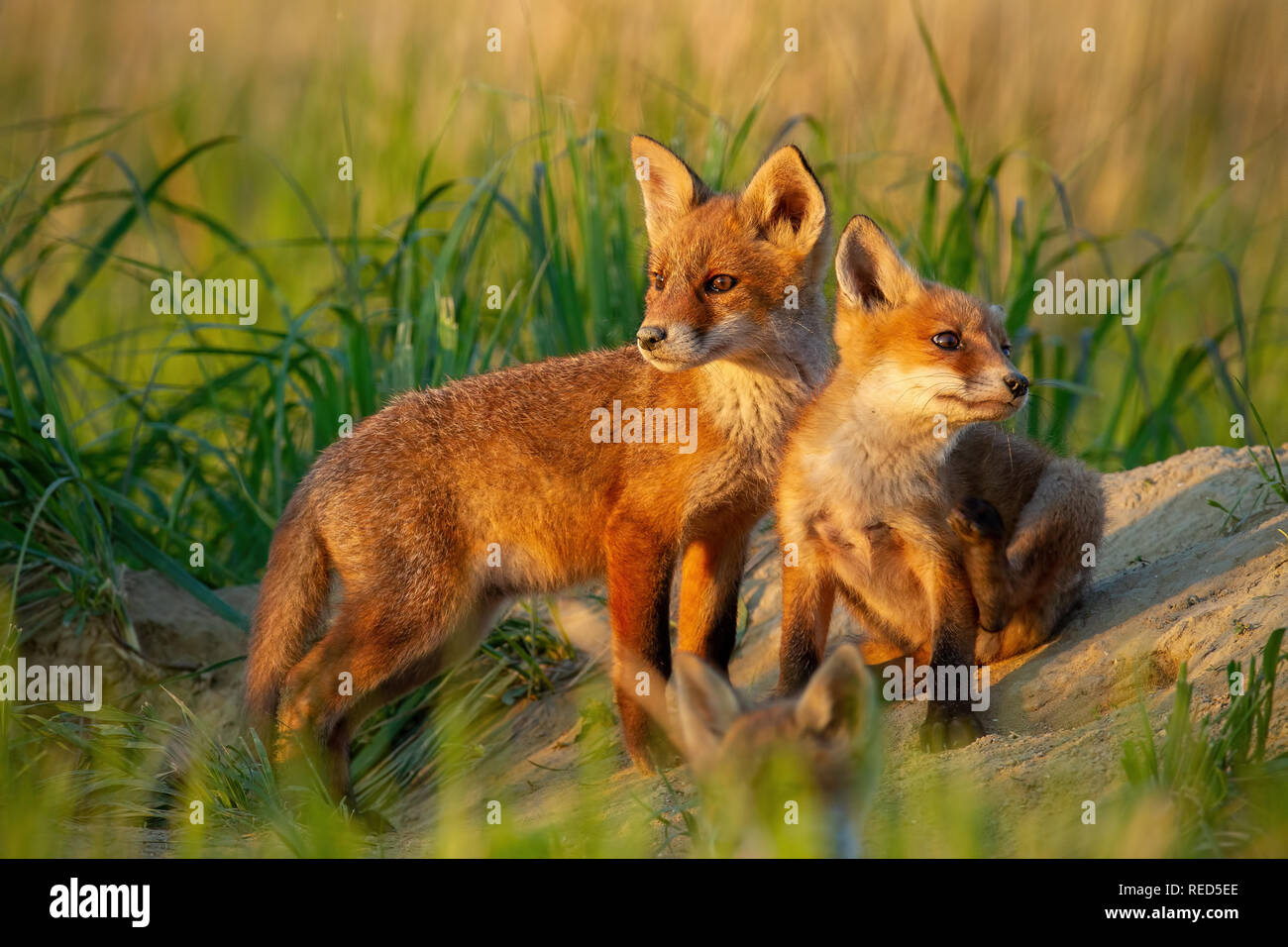 Le renard roux, Vulpes vulpes, petits jeunes Louveteaux près de den weatching curieusement autour. Banque D'Images