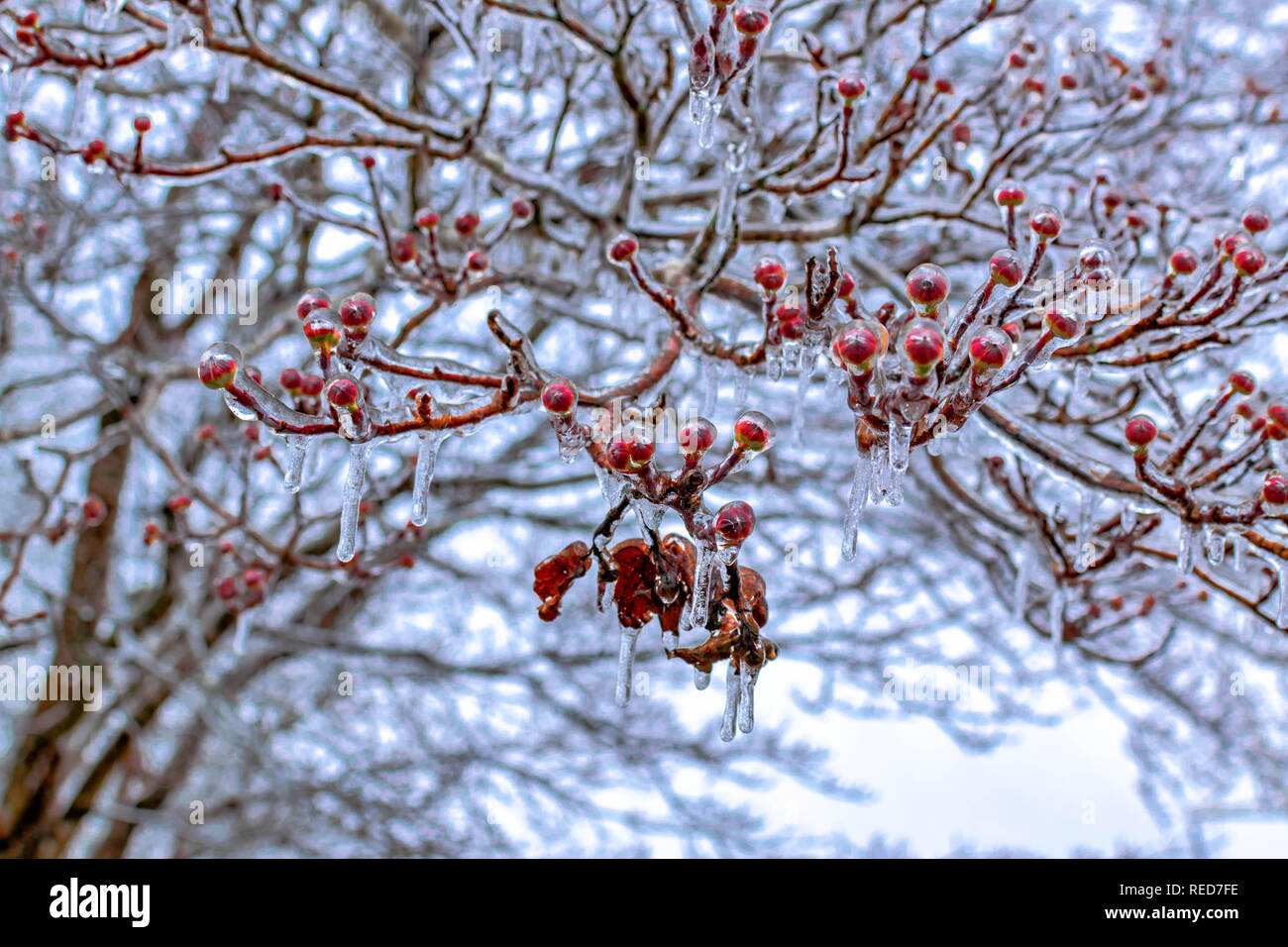 Scène d'hiver représente des branches d'arbre aux fruits rouges, recouverte de glace Banque D'Images