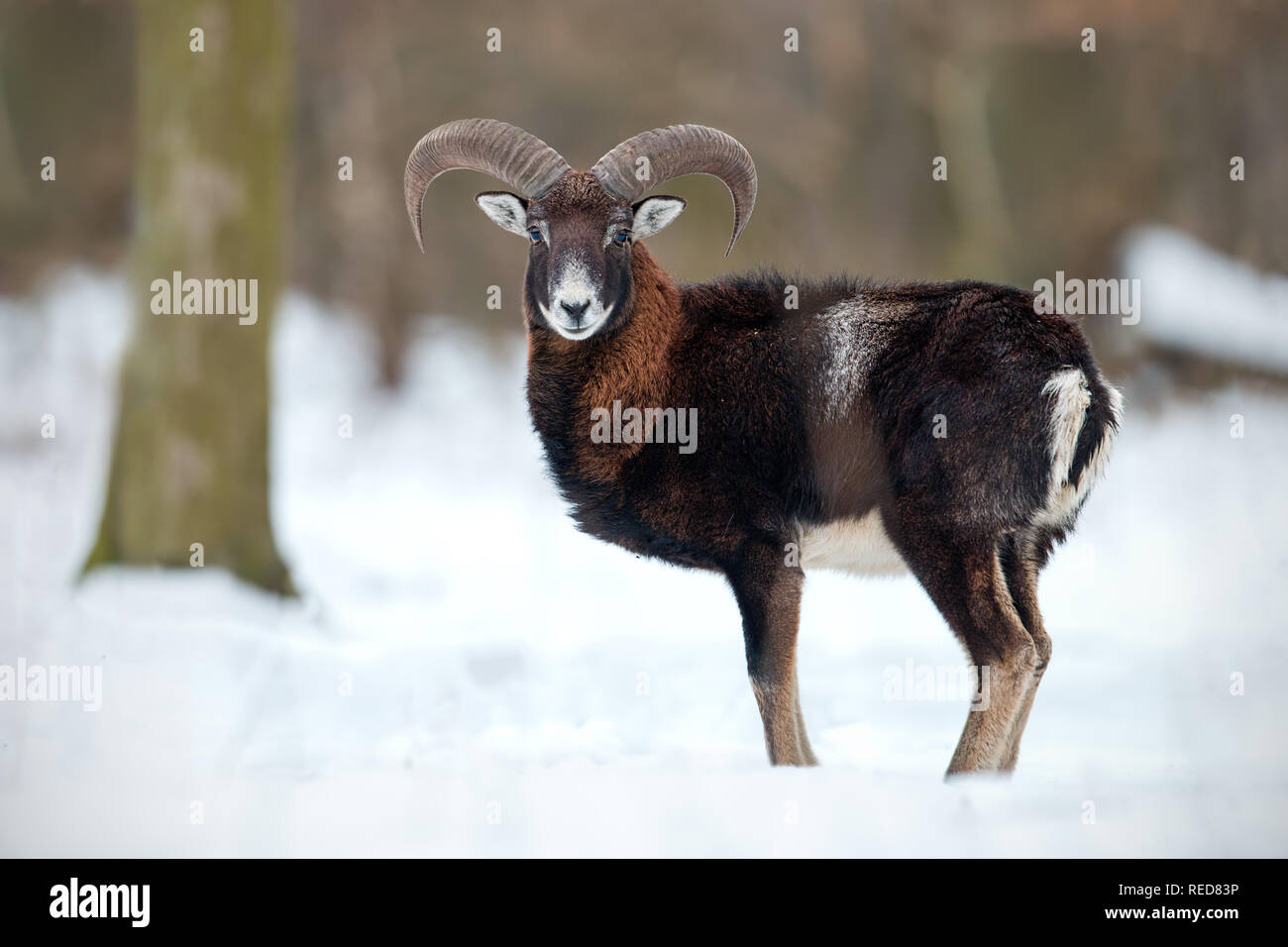 Moutons sauvages, mouflons, debout dans la neige profonde en hiver forêt. Banque D'Images