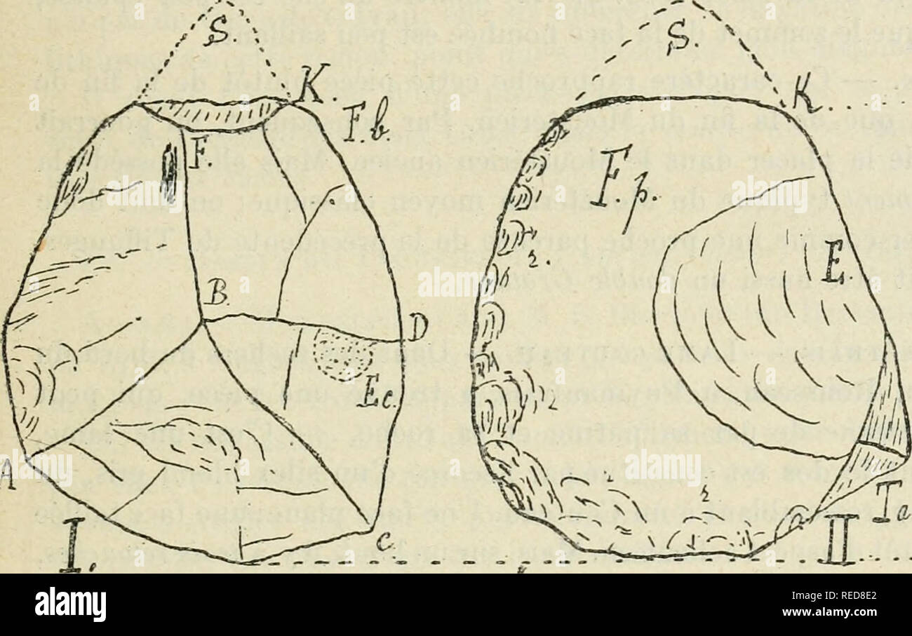 . Compte rendu. La science ; la science -- Congrès. M. Baudouin. L'ACHEULÃEN MOUSTÃRIEN VENDÃE ET LE DE. 4o3 5Â° J'y ajoute cinq Ã©clats utilisÃ©, de l'ONU : en silex bleuÃ¢tre ; Nations Unies ayant Ã©tÃ© au feu, craquelÃ© (trà s¨douteux) ; trois Ã©clats Ã patine jaune (TRÀ¨s dou- teux) 0). 3Â° Conclusions. Il rÃ©sulte â de ces nouvelles trouvailles qu'il existe bien une station moustÃ©rienne Ã Simon-la-vineuse et Bessay, c'est- à-dire sur le haut plateau, de 5o m d'altitude environ, qui s'Ã©tendent au confluent de la Smagne et du Lay, Ã Simon-la-Vineuse, prÃ¨s Bessay. 5. Environs de Mareuil-sur-le-Lay. Grattoir Doubl Banque D'Images