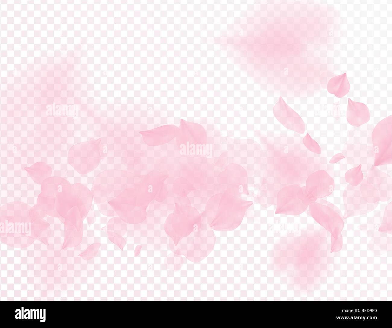 Fleurs pétales rose Sakura tomber vecteur fond transparent. Saint Valentin romantique 3D illustration. Offres Printemps toile de lumière. Offres d'incrustation Illustration de Vecteur