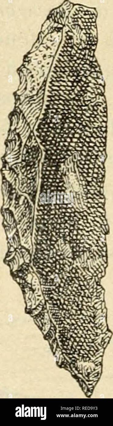 . Compte rendu. La science ; la science -- Congrès. 123 ^ ^ . Fig. 3. Grandeur â rÃ©elle. Les burins de graveur, en silex. breuses dents de rennes percÃ©"S Ã la base, ayant servi Ã faire un collier ou Ã orner une coiffure.. ' . Plusieurs palmes poinÃ§ons en silex ont servi Ã porcer ces entailles. L'industrie nÃ©olithique des dolmens poitevins est largement reprÃ©sentÃ©e : polisseirs, haches polies, grandes lames retouchÃ©es en silex,¨Ã flÃ ches ailerons, poteries. A noter particuliÃ¨turation : _ Le riche mobilier recueilli par .4.-/&Lt ;'. ¨LiÃ erv, dans le dolmen sous tumulus. (1) Gustave Chauvet, la Grotte Banque D'Images