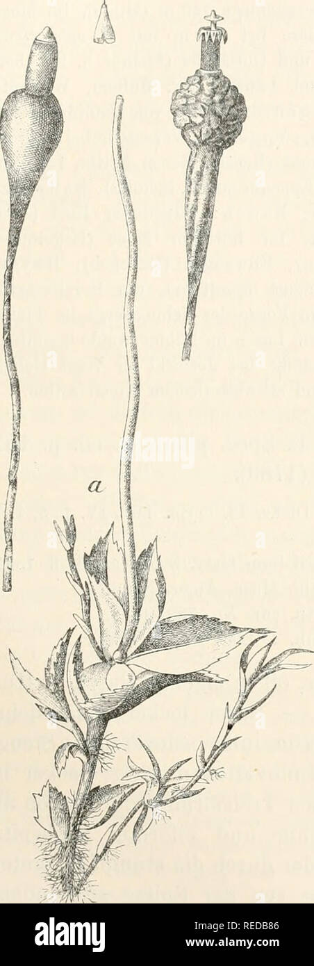 . Le Dr L. Euler's Kryptogamen-Flora von Deutschland, Österreich und der Schweiz. Les cryptogames -- Allemagne ; Autriche ; les cryptogames -- les cryptogames -- Suisse. 169 Torfmooren kalkfreien Sümpfen dans und auf zersetztem Eindermist von der Ebene durch die Hügel- und altbirkwitz Bergregion bis gegen 14U0 m aufsteigend, durch alle Special-Florengebiete verbreitet, doch nirgends gemein. Zuerst Hedwig von um Halle a/S. und von J. Chr. Timm dans le Mecklembourg entdeckt. - Fig. 257.. Veuillez noter que ces images sont extraites de la page numérisée des images qui peuvent avoir été retouchées numériquement pour plus de lisibilité - colorat Banque D'Images