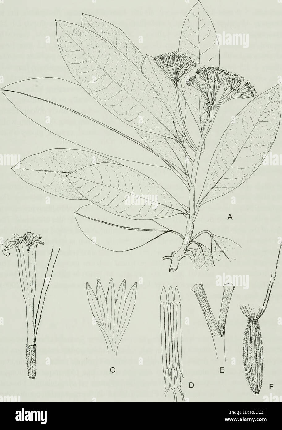 . Compositae newsletter. Des composées. Comp. Can EI. 44, 2006 63. Fig. 4. Herreranthus rivalis (Greenm.) B. Nord. Un rameau en fleurs, x 1/2. B Floret, x 6. C corolle, énoncés, x 6. D'étamines, x 12. Branches, Style E x 12. F Cypsela, x6. (AEkman 4994 en S ; B-F Alain &AMP ; Acuna 8116 Dans HAC). B. Nordenstam Del... Veuillez noter que ces images sont extraites de la page numérisée des images qui peuvent avoir été retouchées numériquement pour plus de lisibilité - coloration et l'aspect de ces illustrations ne peut pas parfaitement ressembler à l'œuvre originale.. Naturhistoriska riksmuseet (Suède). Ministère de l'Phanerogamic la botanique. C Banque D'Images