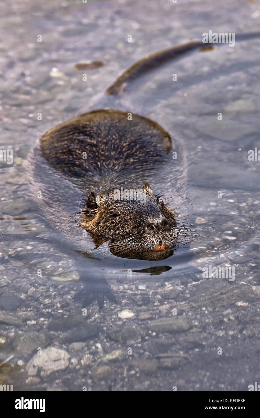 / Ragondin ragondin - Myocastor coypus Banque D'Images