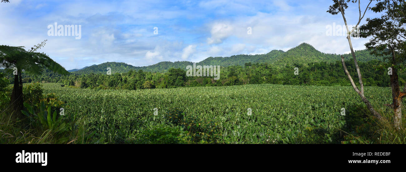 Plantation de bananes, Far North Queensland, Australie Banque D'Images