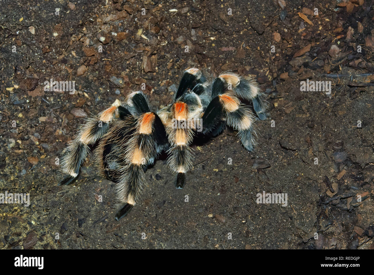 Tarantula (Theraphosidae) Banque D'Images