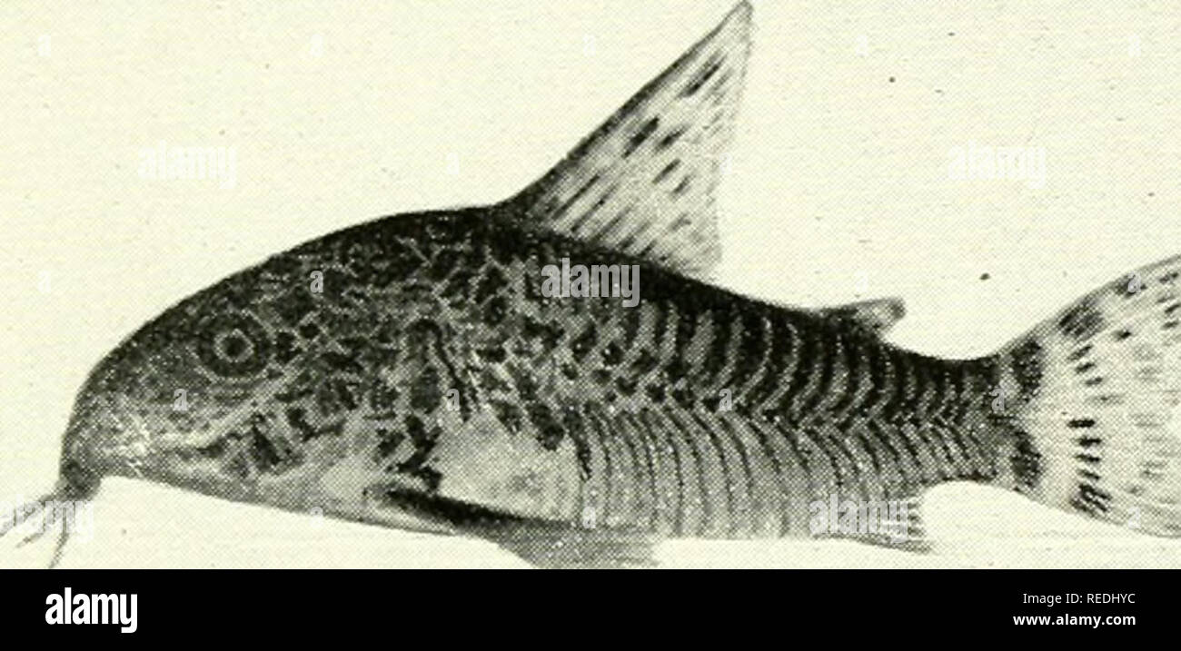 Le Livre De L Aquarium Complet Le Soin Et L Elevage Des Poissons Rouges Et Des Poissons Tropicaux Les Aquariums Poissons Rouges Fig 292 Pimelodella Gracilis Legerement Reduite Un Des Nombreux Le Livre De L Aquarium Complet Le Soin Et L Elevage Des Poissons Rouges Et Des Poissons Tropicaux Les Aquariums Poissons Rouges Fig 292 Pimelodella Gracilis Legerement Reduite Un Des Nombreux
