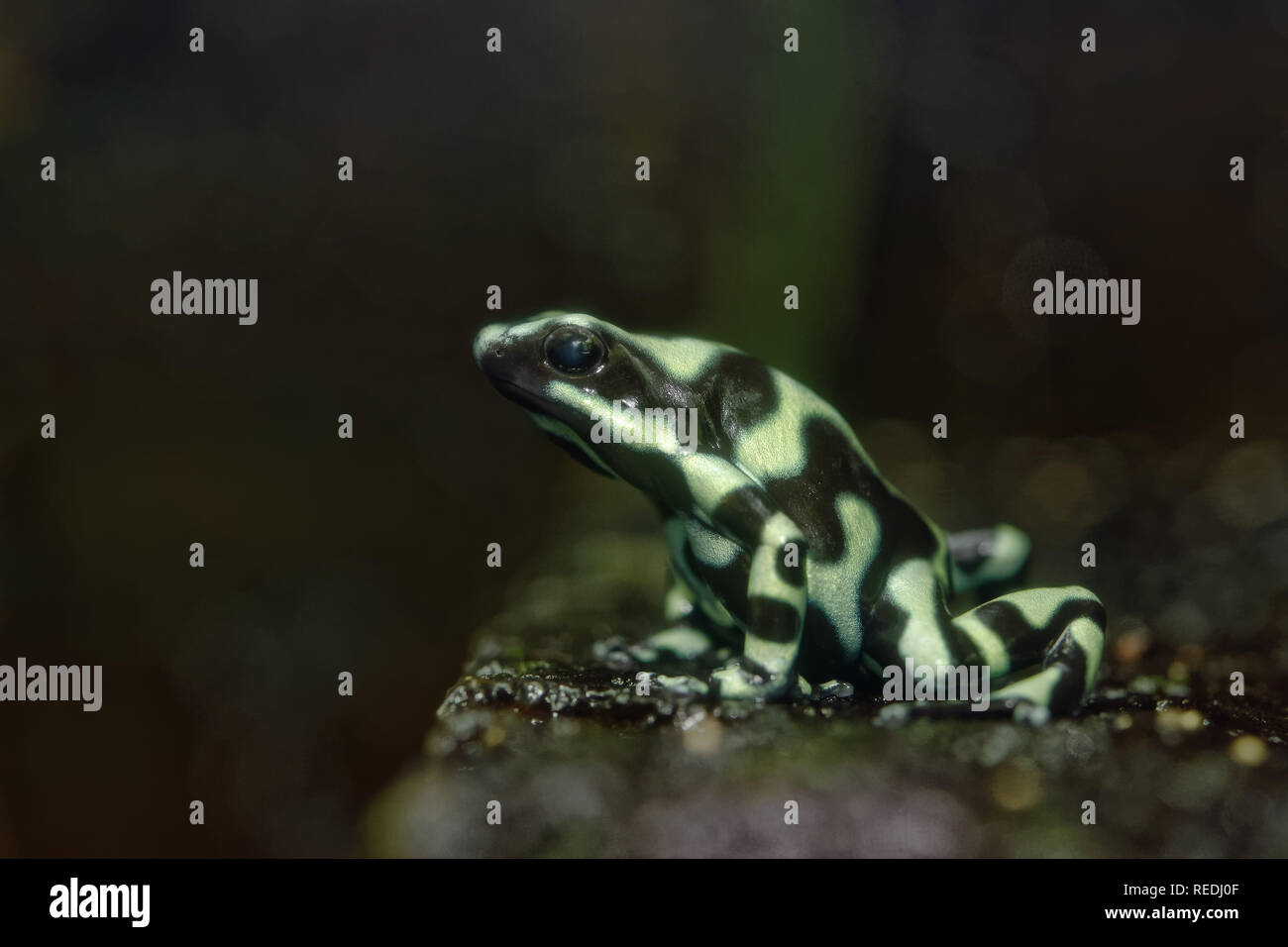 Vert-et-black poison dart frog - Dendrobates auratus Banque D'Images