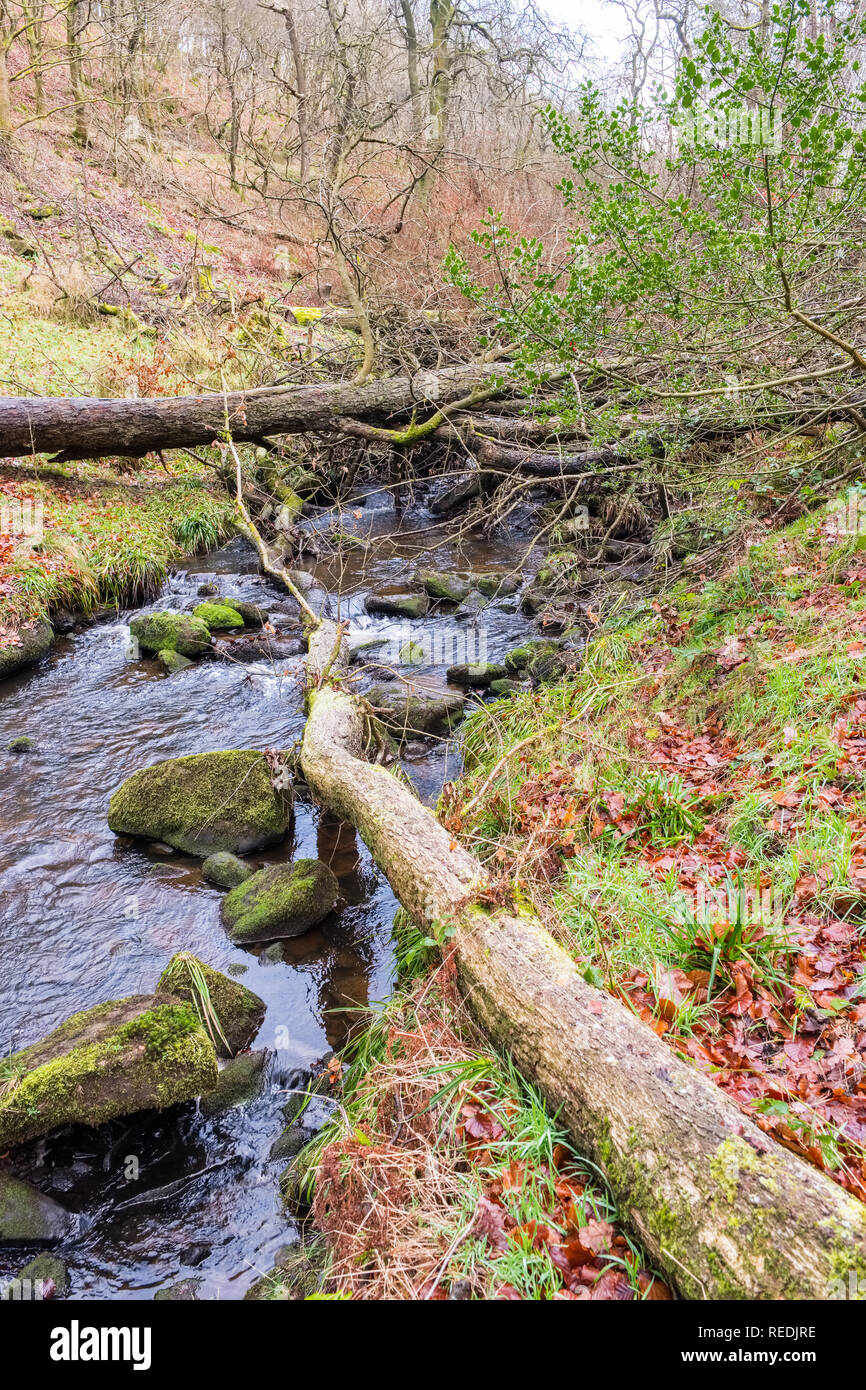 Arbres abattus à travers une rivière afin de réduire le risque d'inondations en aval, Dane Valley, parc national de Peak District,UK Banque D'Images