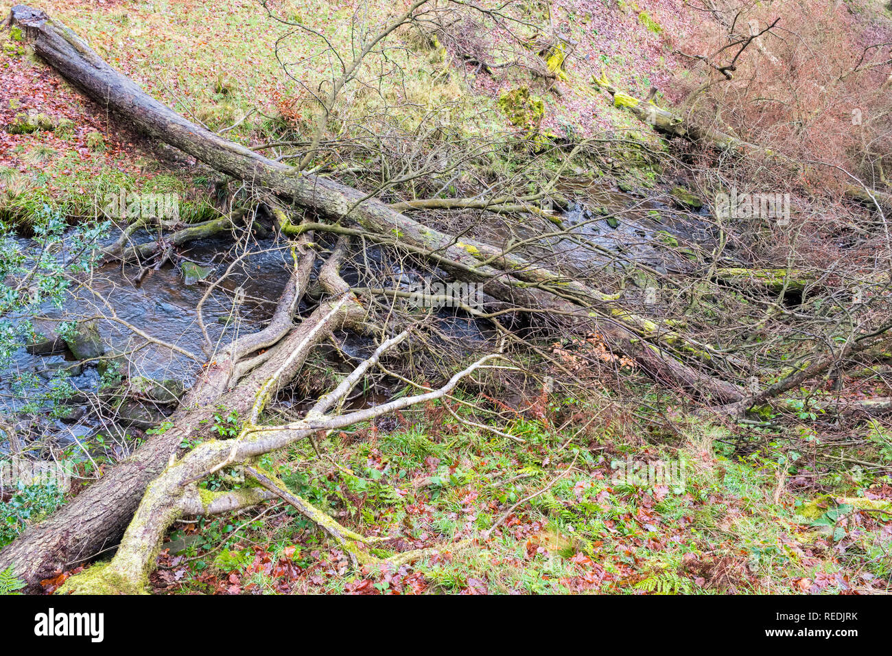 Arbres abattus à travers une rivière afin de réduire le risque d'inondations en aval, Dane Valley, parc national de Peak District,UK Banque D'Images