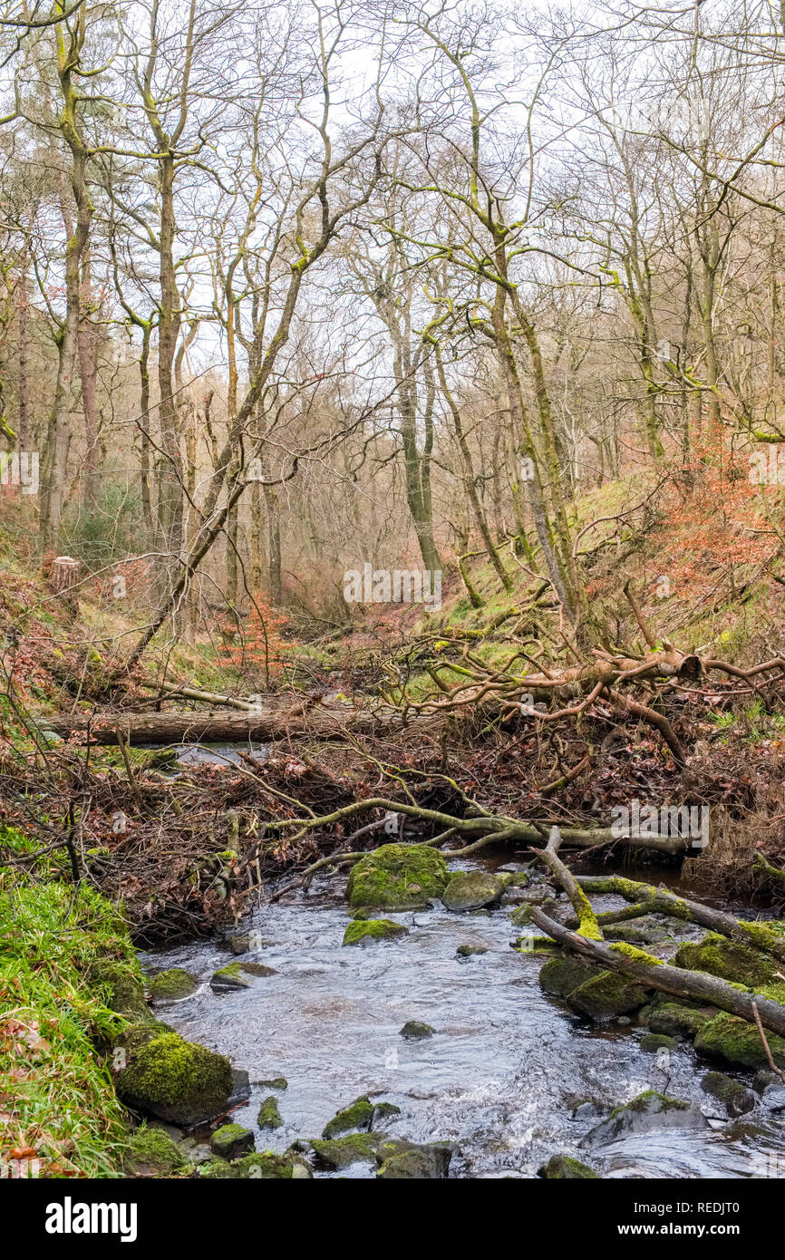 Arbres abattus à travers une rivière afin de réduire le risque d'inondations en aval, Dane Valley, parc national de Peak District,UK Banque D'Images